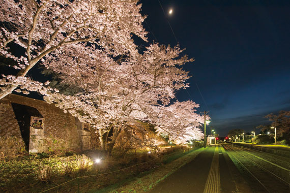 JR East Banetsu East Line Mougi Station Cherry Illumination Project